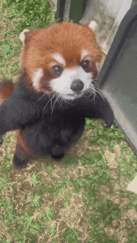 a red panda